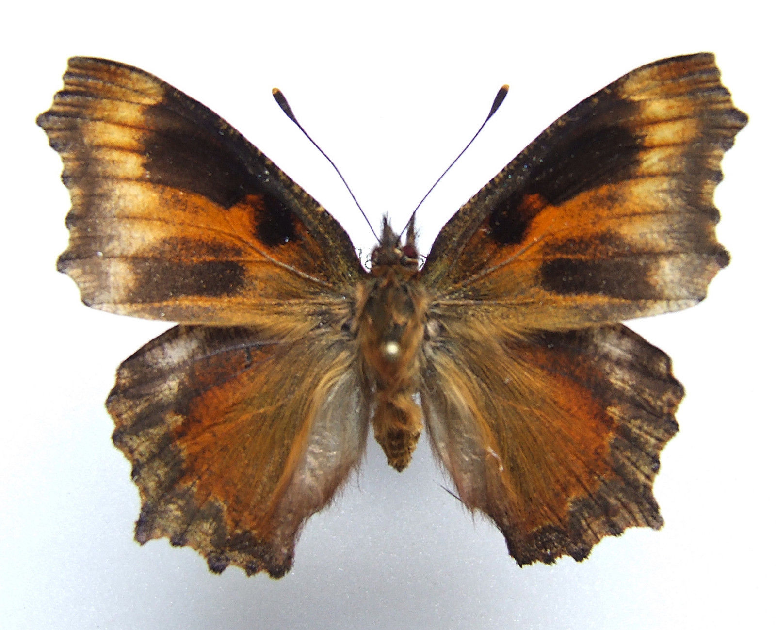 Nymphalis polychloros (aberration) Internet Image property of respective owner, non-commercial use only